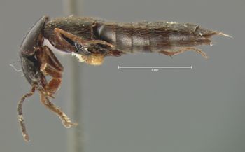 Media type: image;   Entomology 7300 Aspect: habitus lateral view